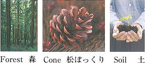 Forest/Cone/Soil