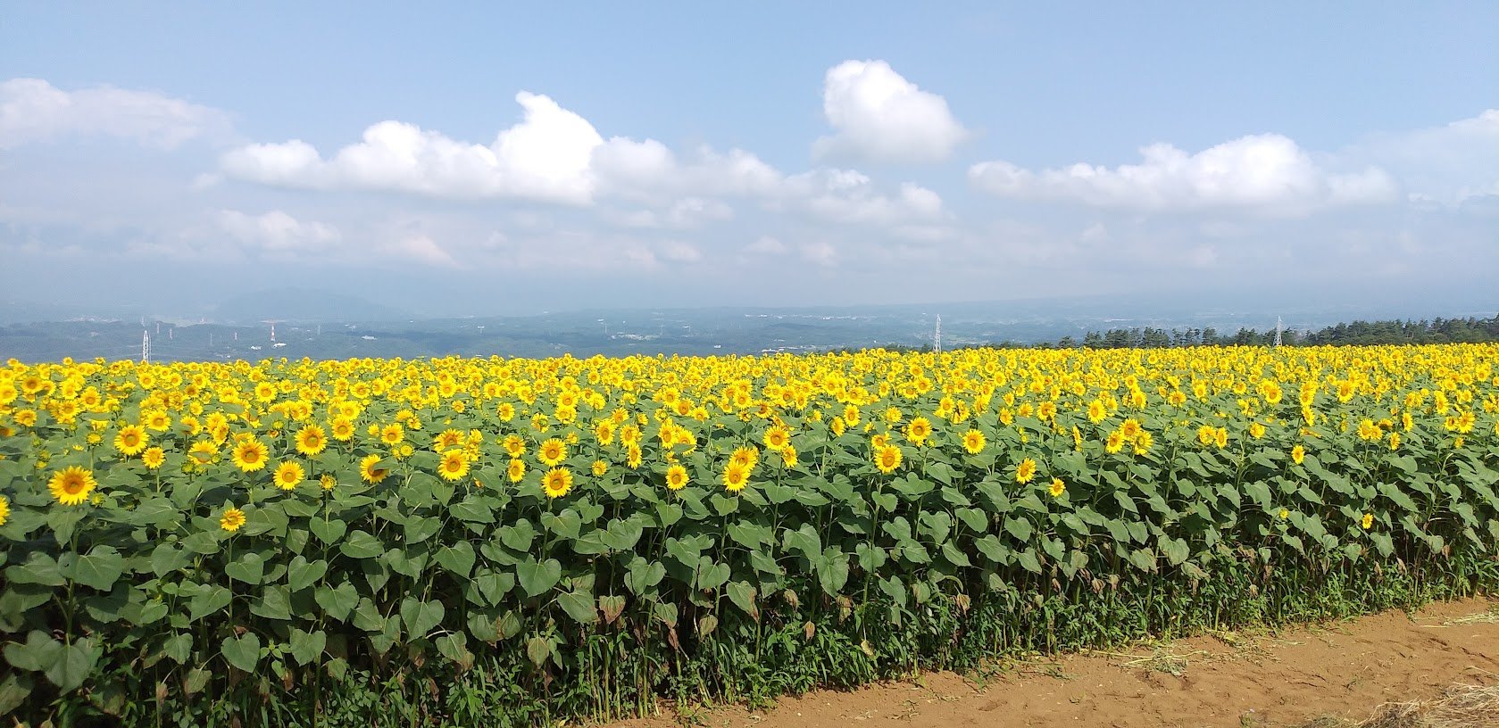 https://www.resortlife.jp/pickup/230809blog_SUNFLOWER%20Fest.3.jpg