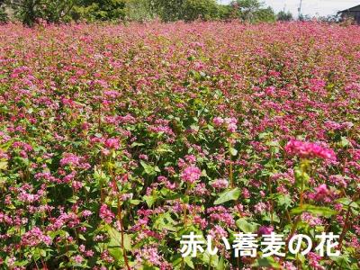 赤い蕎麦の花 (1).jpg