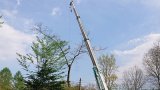 樹が空を飛ぶ!?別荘地での伐採作業紹介