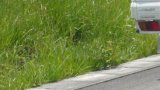 グリーンシーズン♪ 草刈りシーズン。。。