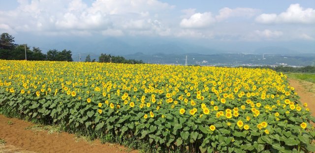 230809blog_SUNFLOWER Fest.2.jpgのサムネイル画像