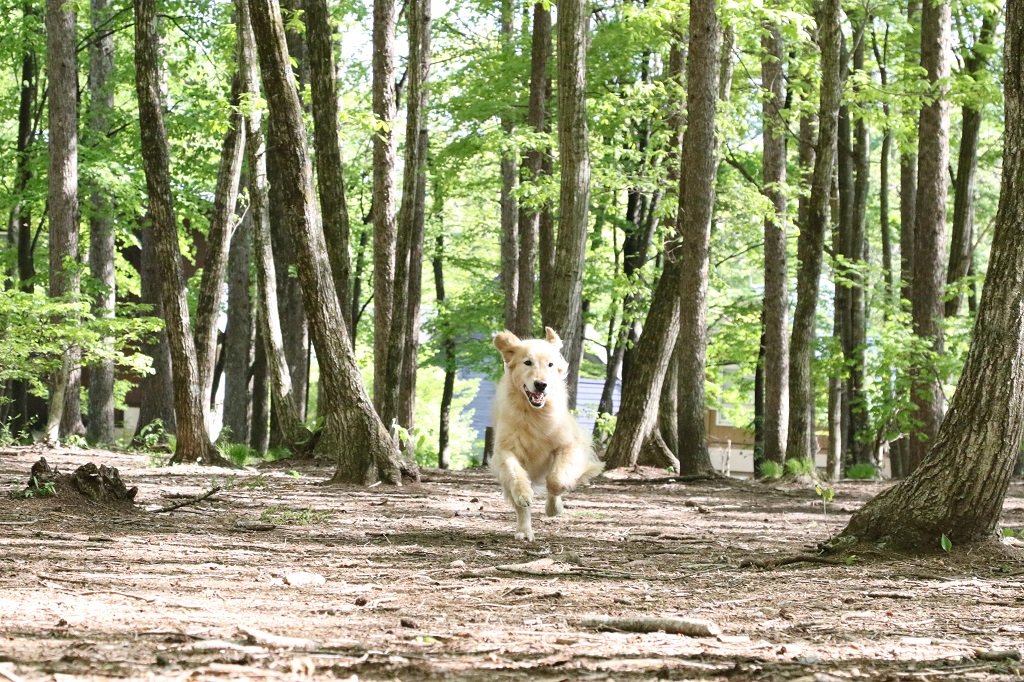 forest dog garden.jpg