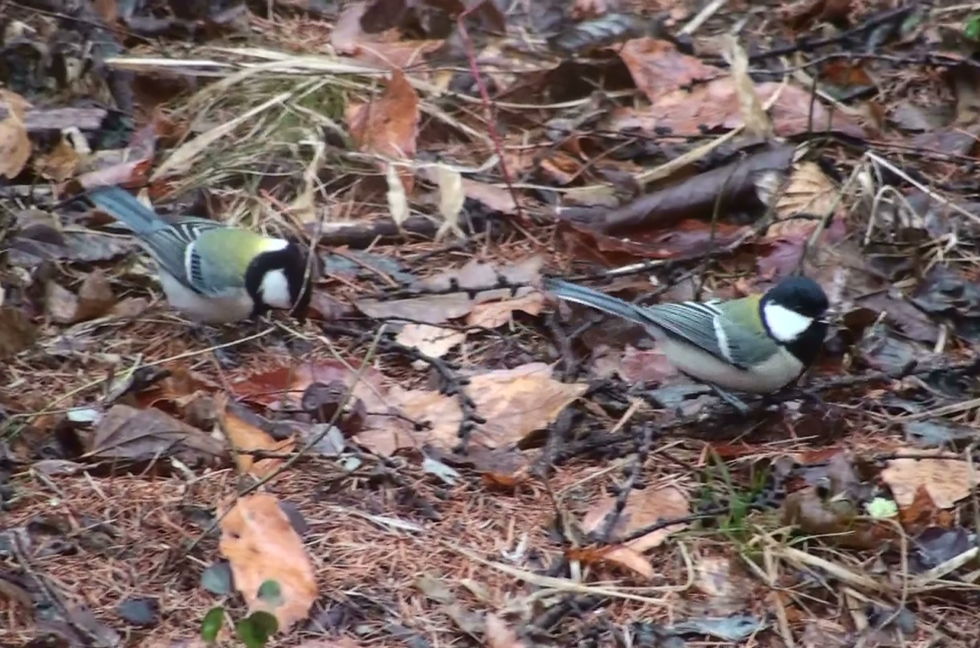 八ヶ岳 野鳥