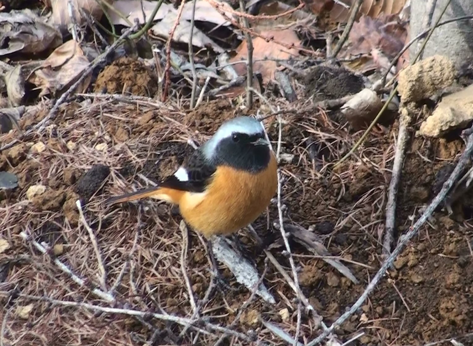 八ヶ岳 野鳥